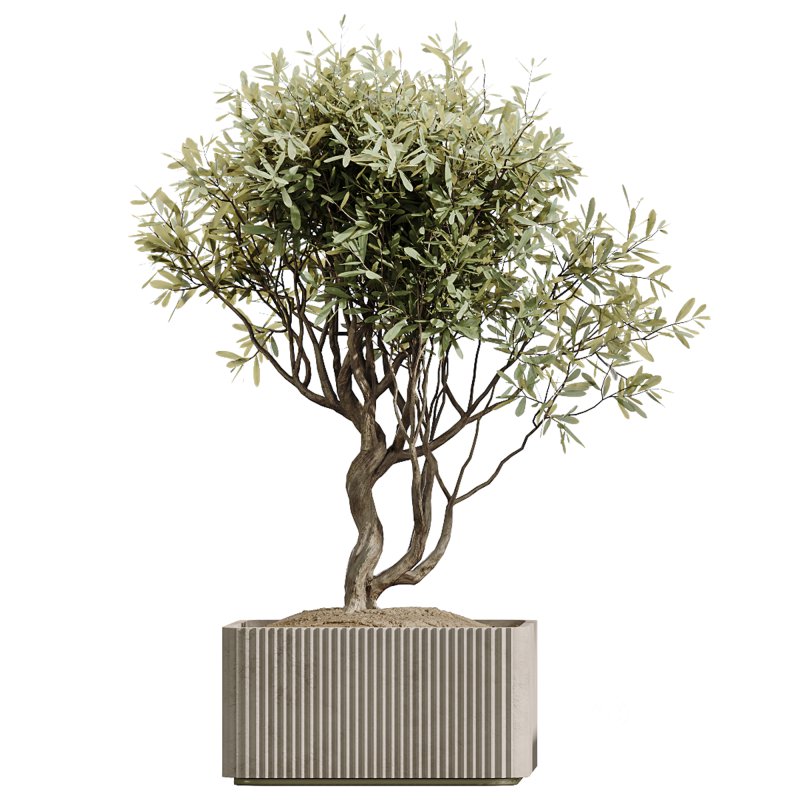 AV Indoor Plants Set 227 Mission Kalamata Leccino Arbequina Wilsonii Chemlali Olive Image 5