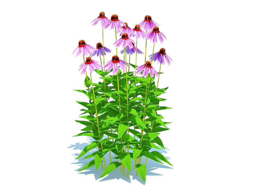 Echinacea – purple coneflower Image 3