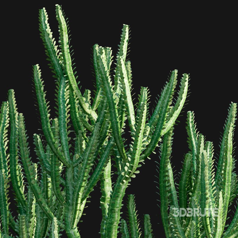 Euphorbia Trigona – African Milk Tree – 02 Image 3