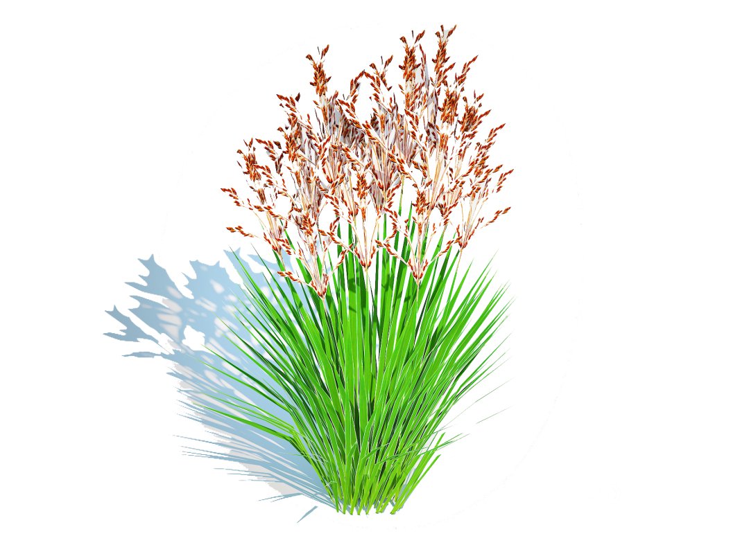 Deschampsia flexuosa – Wavy Hair Grass Image 2