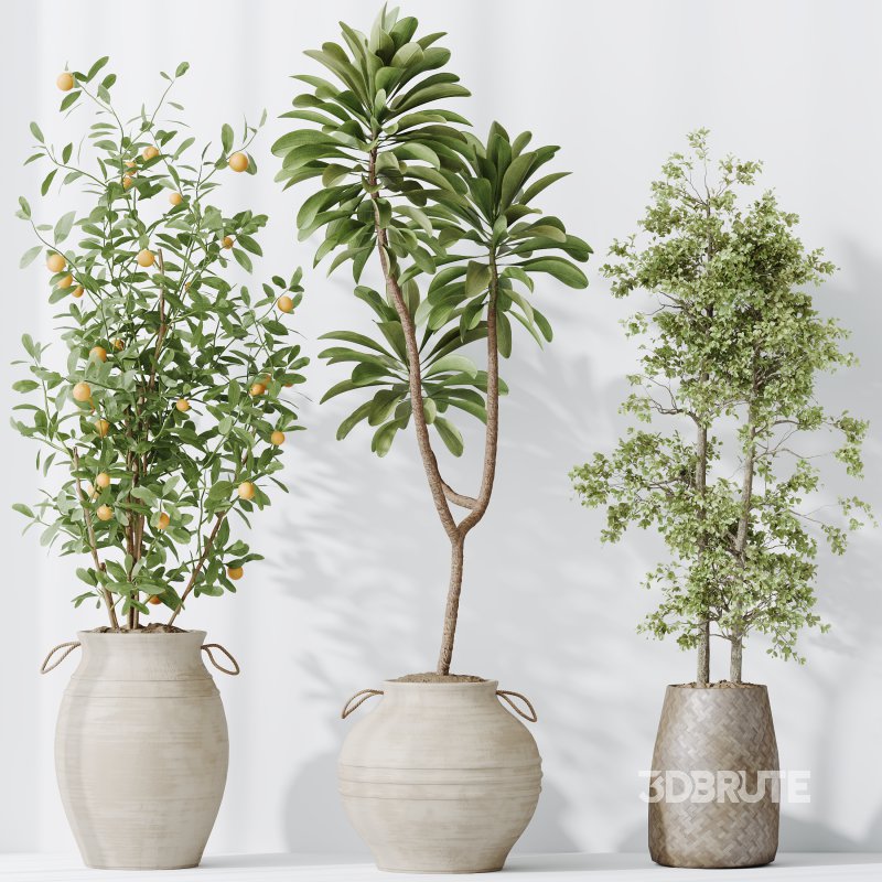 ntal plants, including Mission Olive Tree, Euphorbia Drupifera, Orange Fruit Bonsai, and Spathiphyllum Domino (Peace Lily). Each plant contributes a unique leaf structure and growth habit, while collectively forming a rich, natural ensemble perfect for calm, contemporary interiors. Image 6