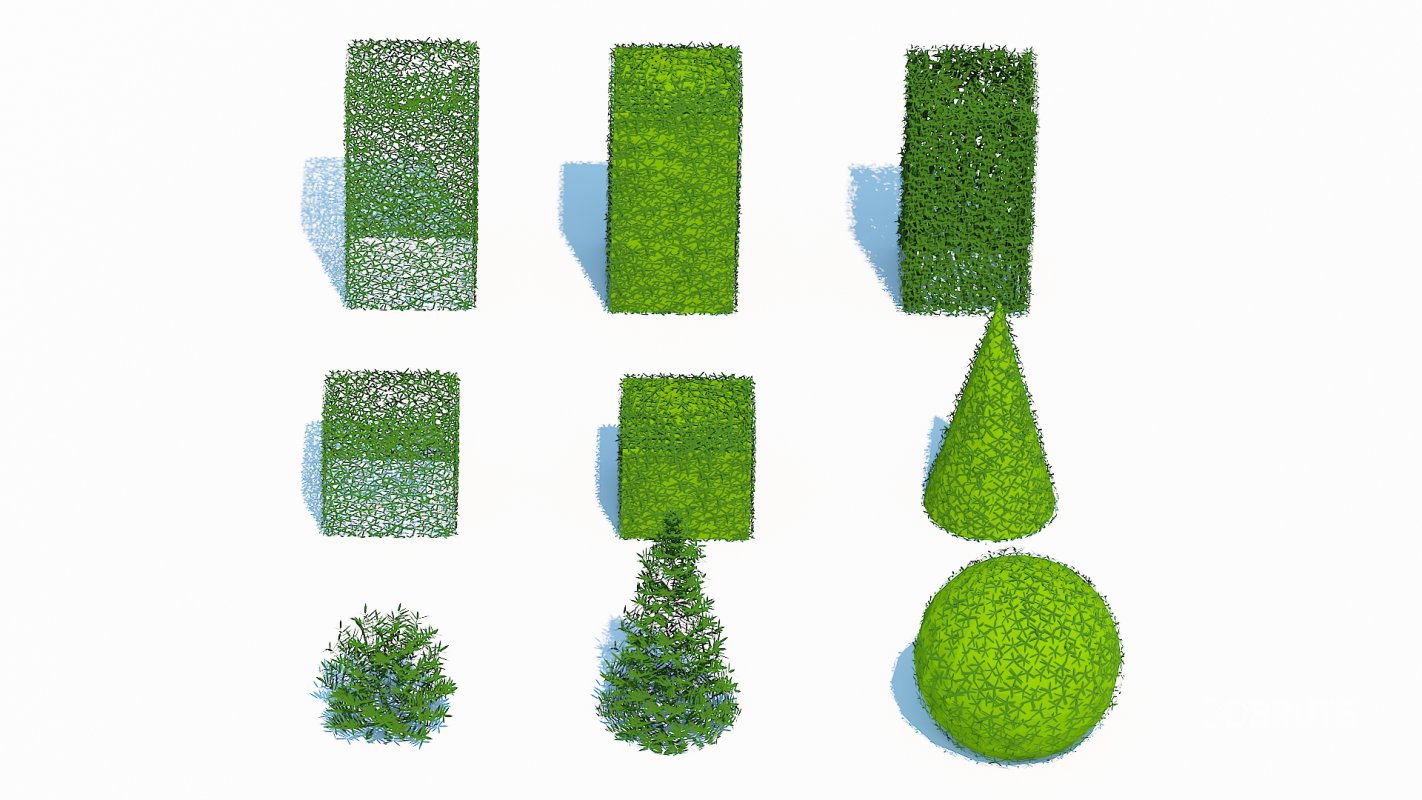 Taxus Media Multiple Size and Shape Image 2