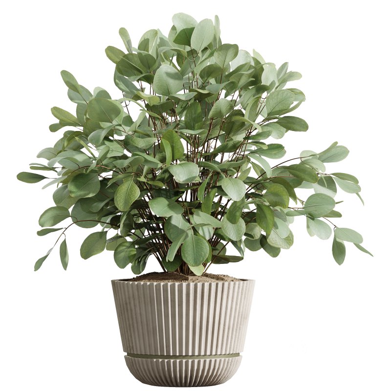 AV Indoor Plants Set 225 Eucalyptus Bouquet and Areca Palm and Ficus Elastica and Zamiifolia Image 4