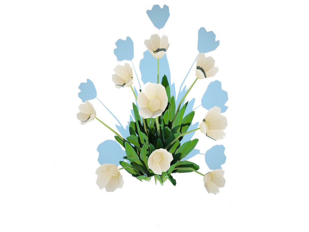 Tulipa – tulips White Image 2