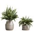 AV Indoor plants set 210 Mission Olive and Ficus Cyathistipula and Lily Domino and Lutescens Areca Palm - Thumbnail 5