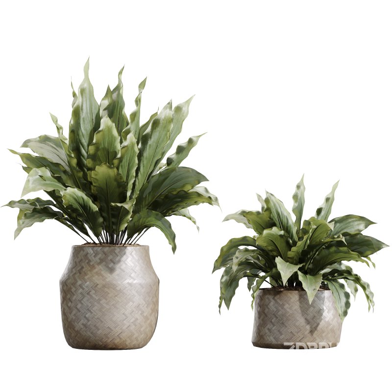 AV Indoor plants set 210 Mission Olive and Ficus Cyathistipula and Lily Domino and Lutescens Areca Palm Image 5