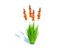 Gladiolus x hortulanus - Thumbnail 2