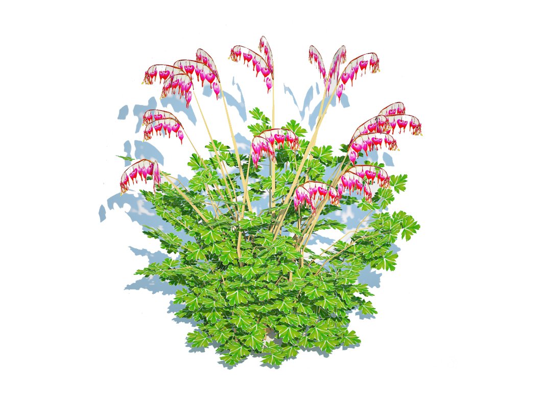 Dicentra spectabilis – Gold Bleeding Heart Image 4