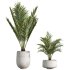 AV Indoor Plants Set 235 Banana Strelitzia Areca Palm Olive Eucalyptus Cactus Euphorbia - Thumbnail 4