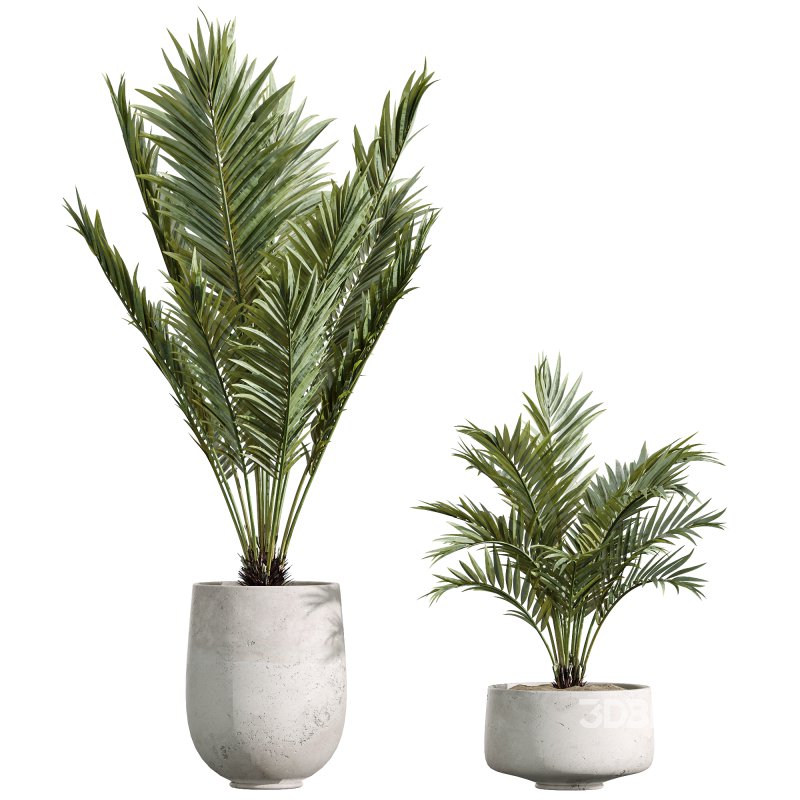 AV Indoor Plants Set 235 Banana Strelitzia Areca Palm Olive Eucalyptus Cactus Euphorbia Image 4