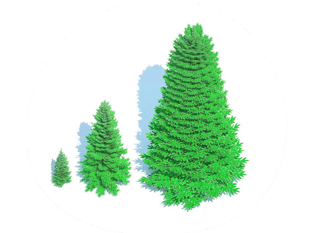 Abies Concolor – Silver Fir -3 Sizes Image 3
