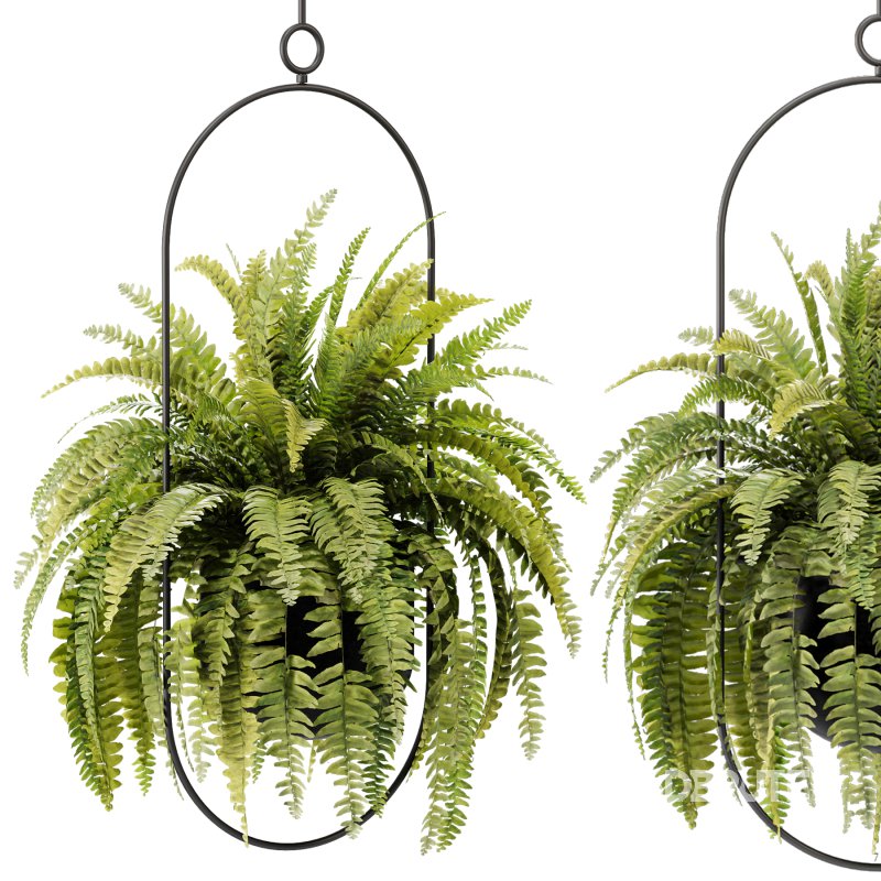 Hanging Houseplants in Metal Frames Set Image 2
