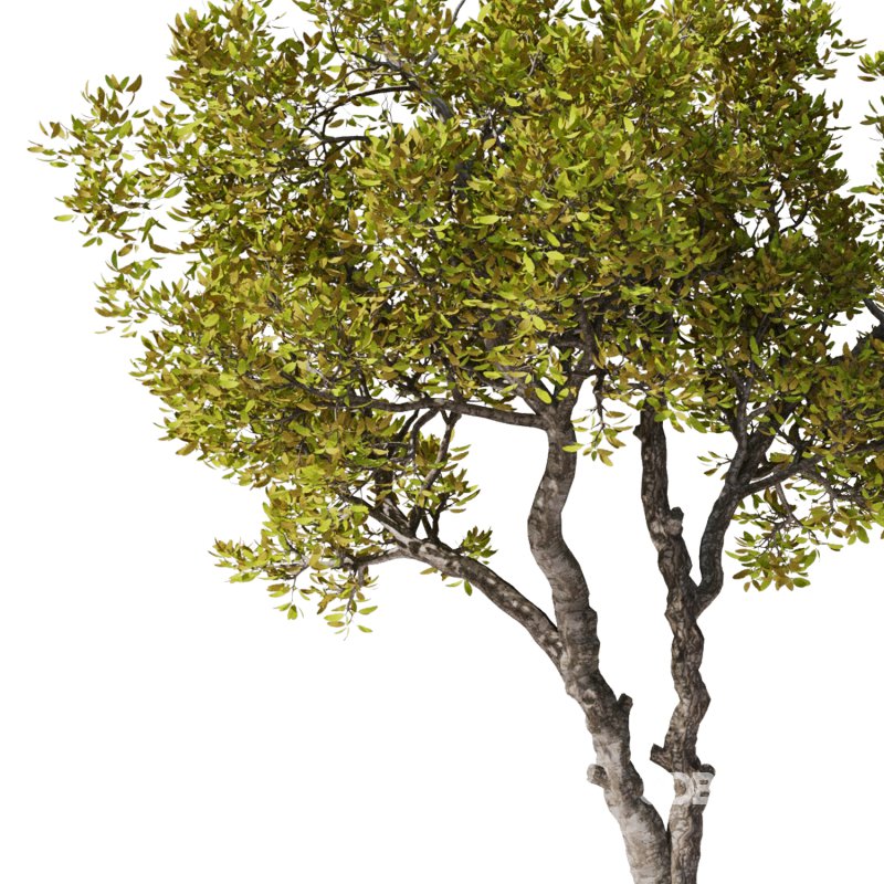 Tree Set30-Urban tree Image 2