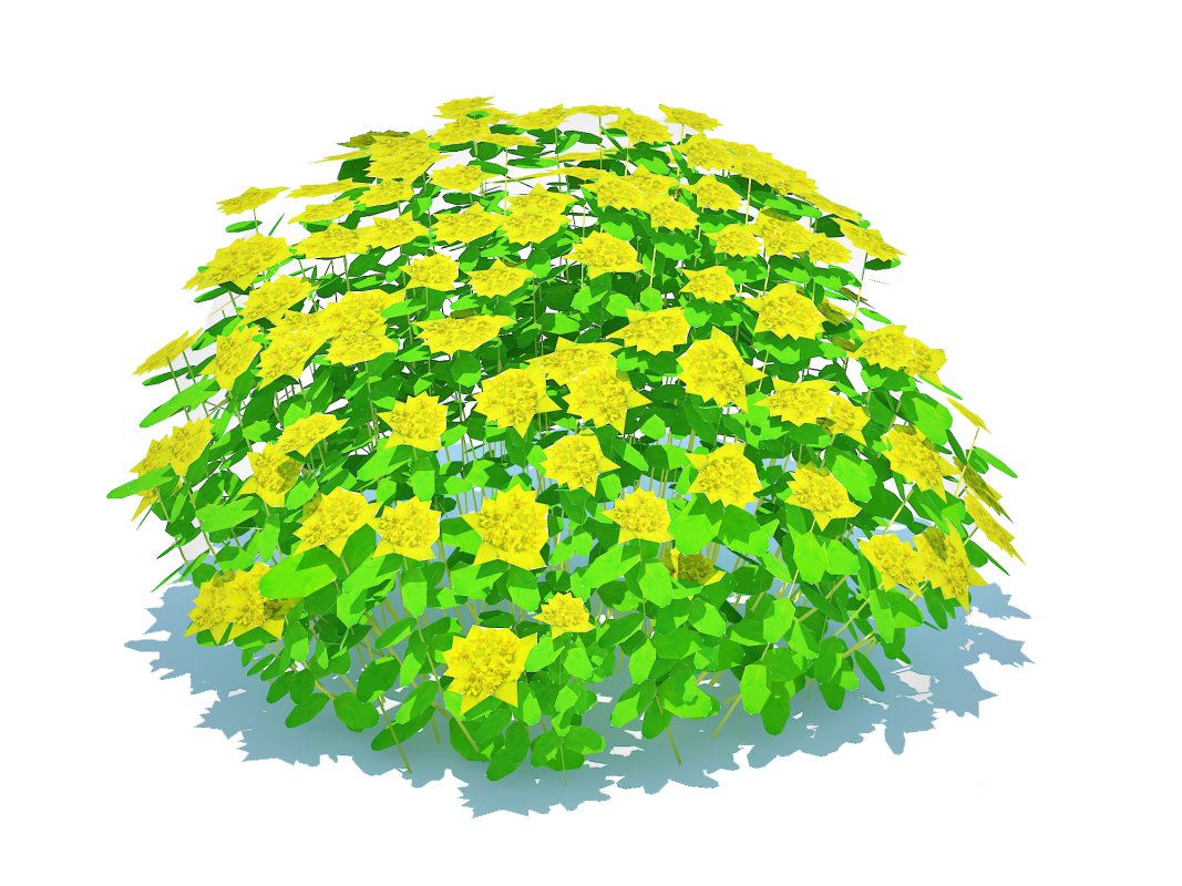 Euphorbia polychroma – Cushion Spurge Image 5