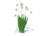Tulipa – tulips White - Thumbnail 3