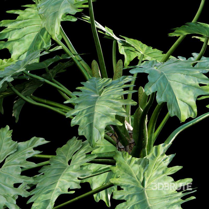 Philodendron undulatum – 01 Image 3