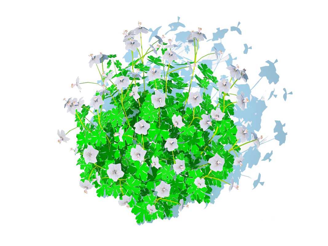 Geranium – Boikovo Dwarf Cranesbill Image 1