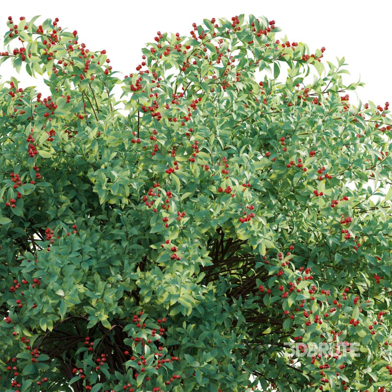 Ilex verticillata – Winterberry 01 Image 4