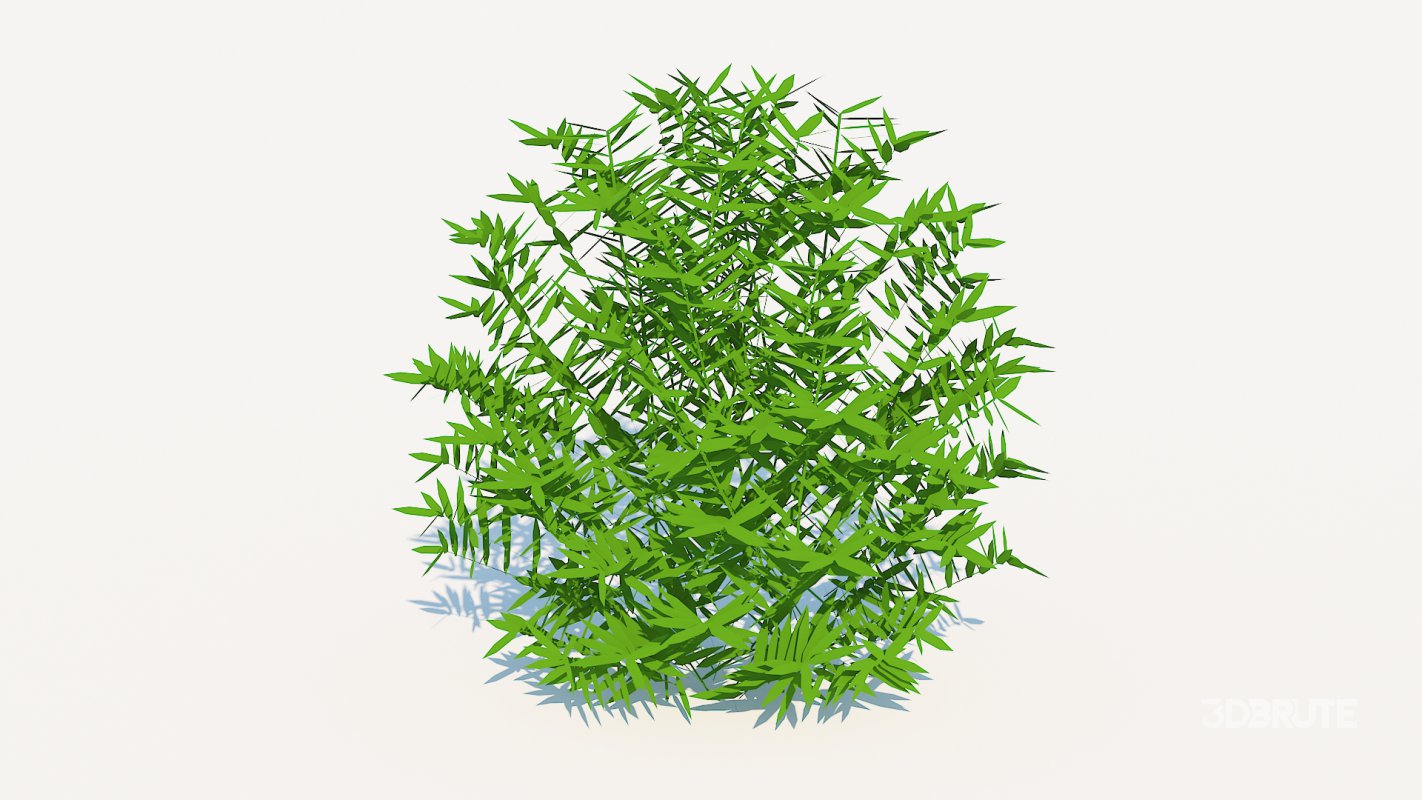 Taxus Media-Round Image 2