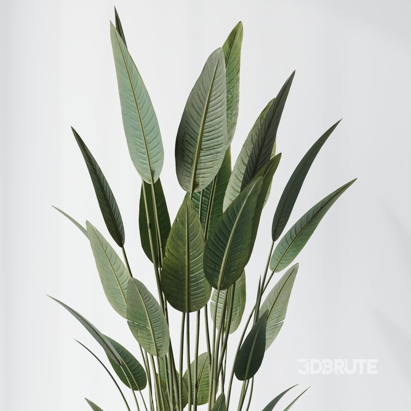 AV Premium Indoor Plants Set 212 Mission Olive ParadiseBird Yucca Areca Image 5