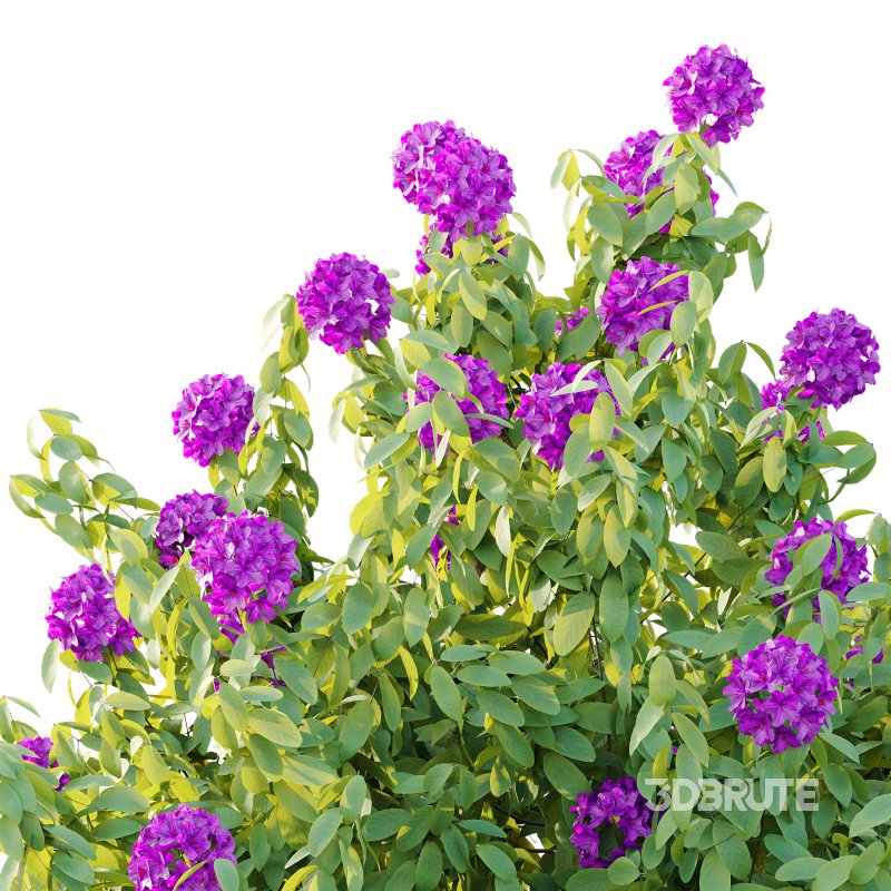 Rhododendron Arboreum Bush 06 Image 6