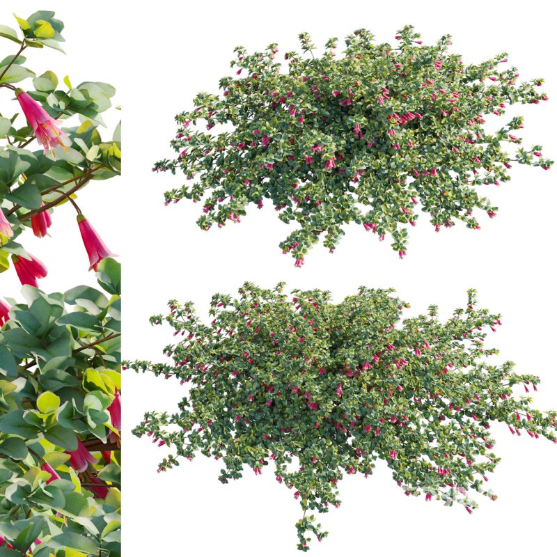 Correa reflexa – Native Fuchsia – Grevillea wilsonii 01 Image 1