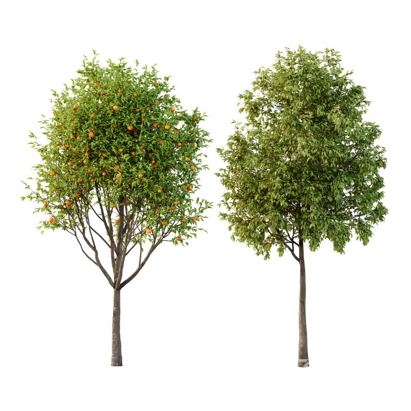 Prunus pseudocerasus Diospyros Kaki Fruit Tree 01 Image 2