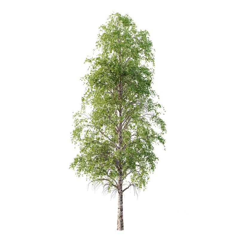 Betula Pendula Tree 10 Image 1