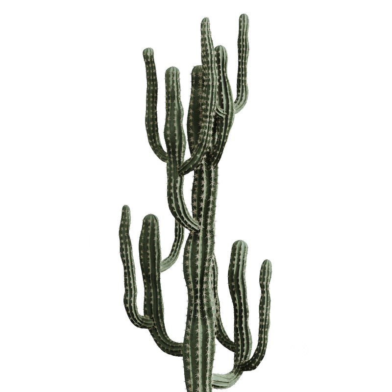 AV Indoor Plants Set 235 Banana Strelitzia Areca Palm Olive Eucalyptus Cactus Euphorbia Image 1