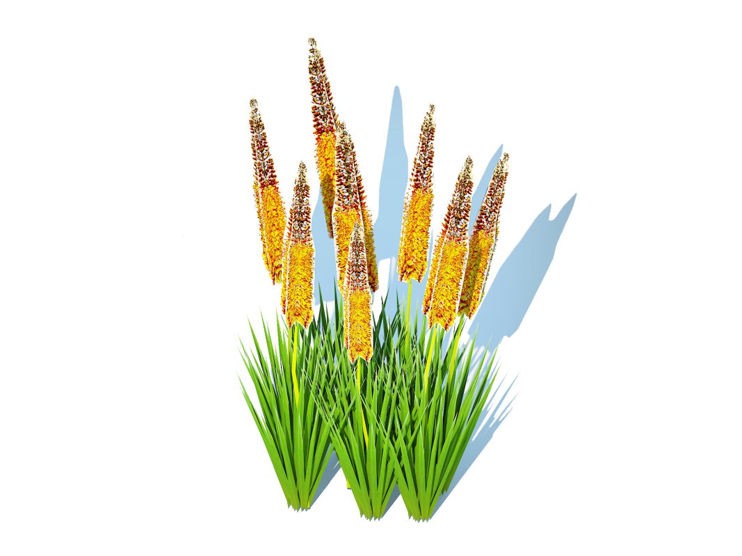 Eremurus – Foxtail Lily_Orange Image 4