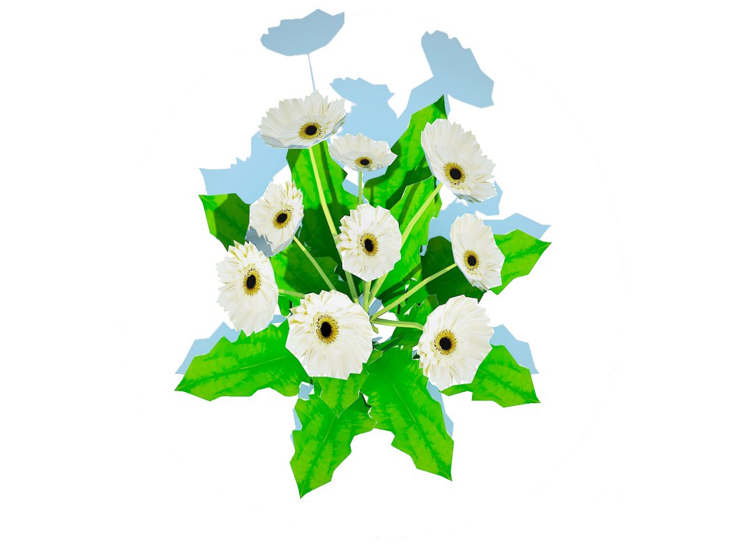 Gerbera – Gerbera Daisy_White_Flower Image 2