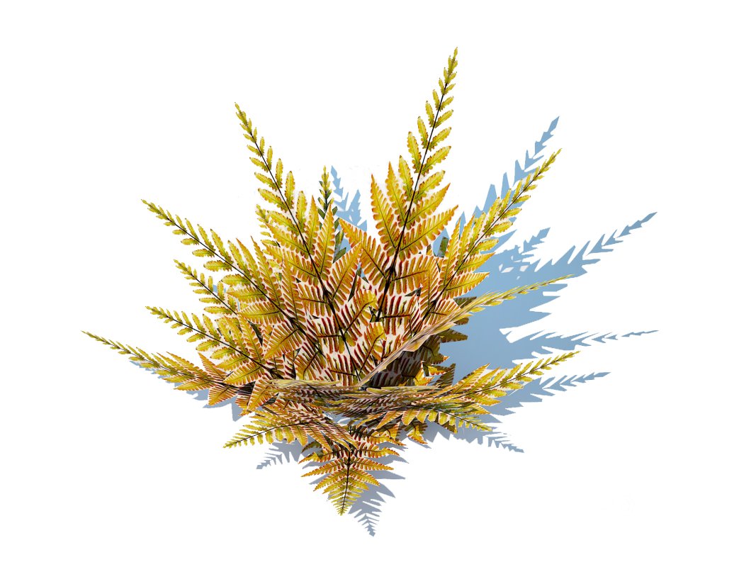 Dryopteris erythrosora – Autumn fern Image 1