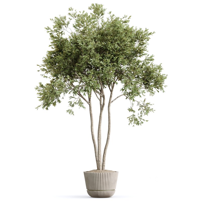 AV Indoor plants set 210 Mission Olive and Ficus Cyathistipula and Lily Domino and Lutescens Areca Palm Image 4