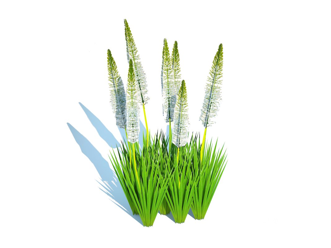 Eremurus – Foxtail Lily_White Image 3