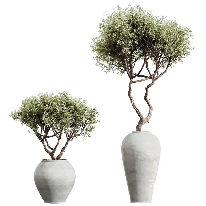 AV Indoor PlantsSet 224 Mission Olive Areca Palm Dracaena Lemon Ficus Melany Cuban Cigar Image 4