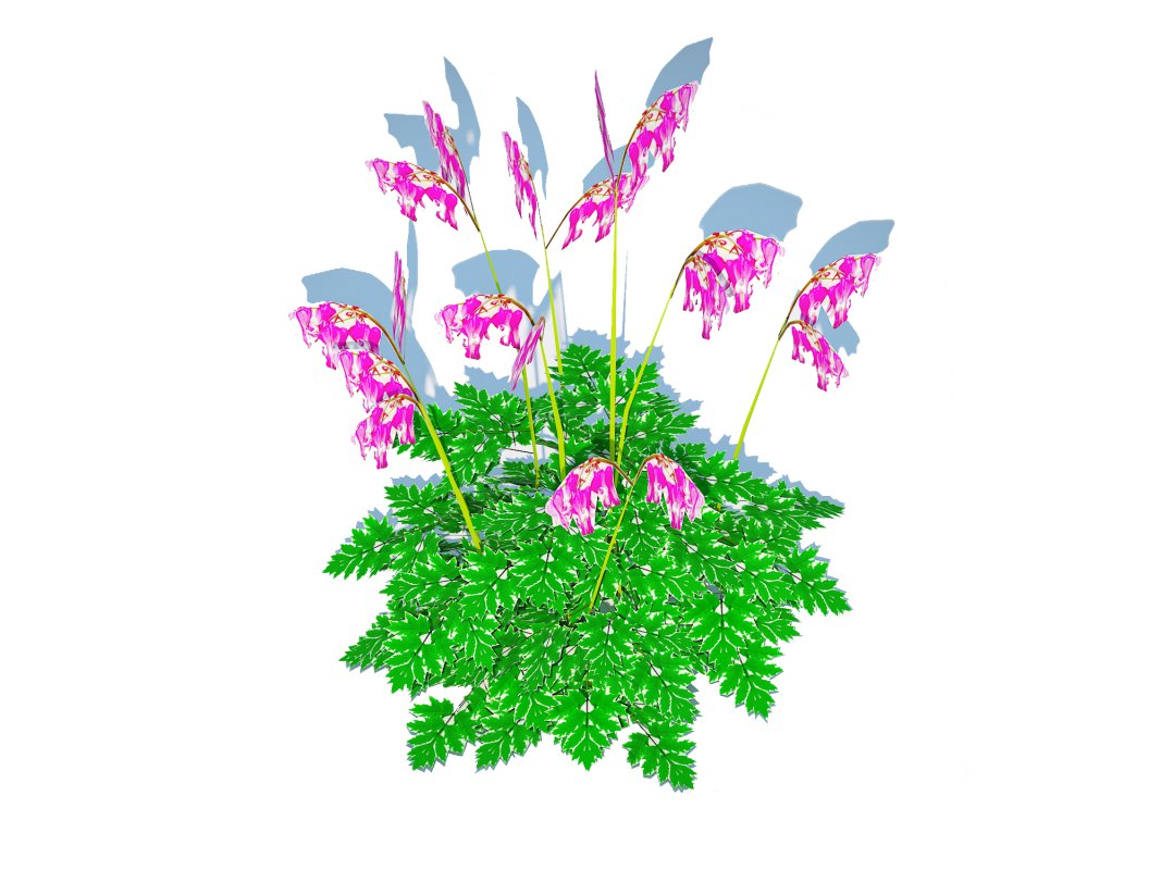 Dicentra Luxuriant – Bleeding Heart Image 2