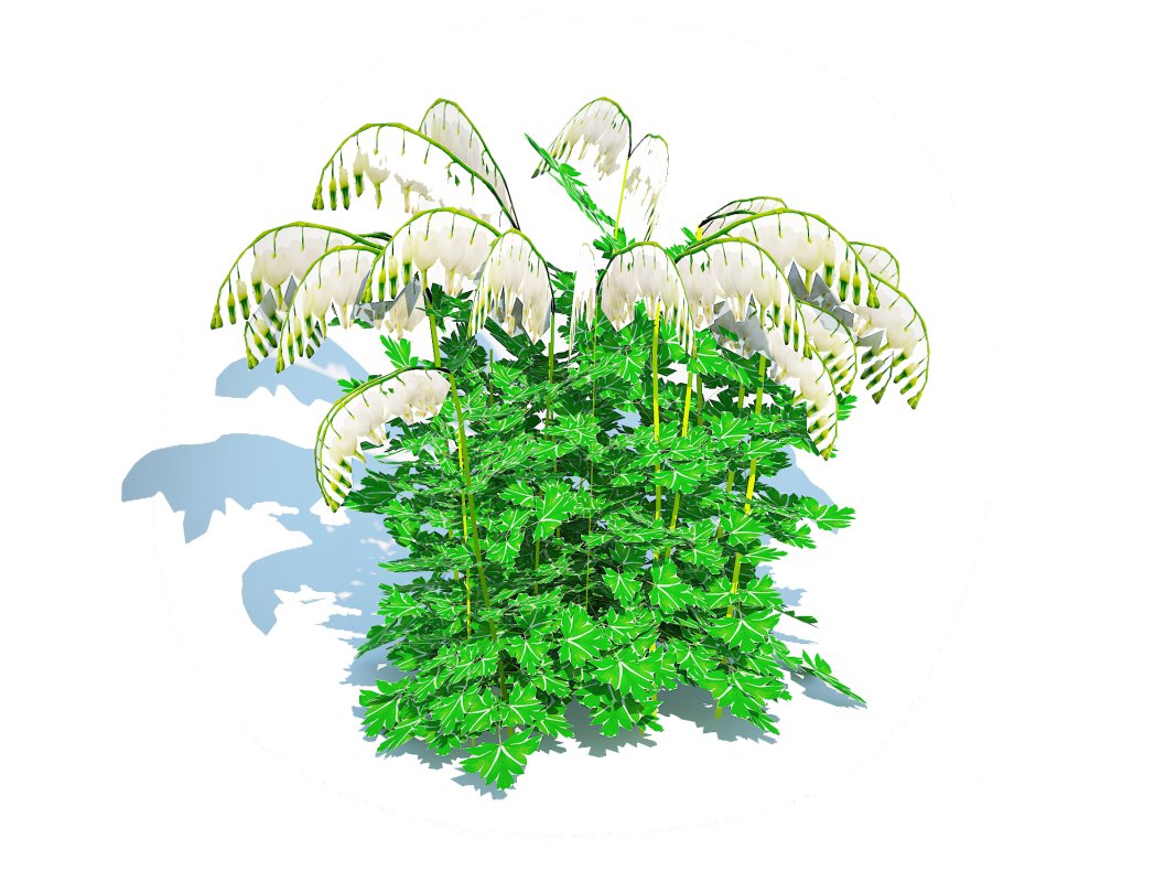 Dicentra spectabilis Alba – White Bleeding Heart Image 2