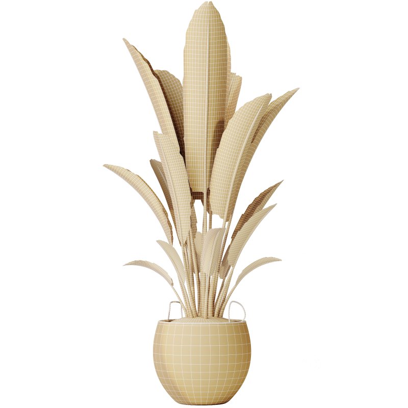 AV Indoor Plants Set 229 Wilsonii Olive and China Orange Tree and Bird Of Paradise and Peace Lily Image 7