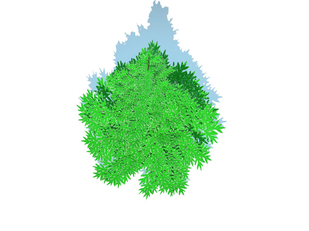 Abies fraseri- Fraser Fir -Small Image 5