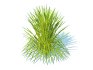 Hakonechloa – forest grass - Thumbnail 1