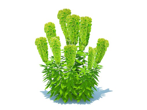 Euphorbia characias wulfenii – Evergreen Spurge