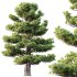 AV Plants Pinus Bonsai Sylvestris Pine Parviflora Scotch Contorta - Thumbnail 2