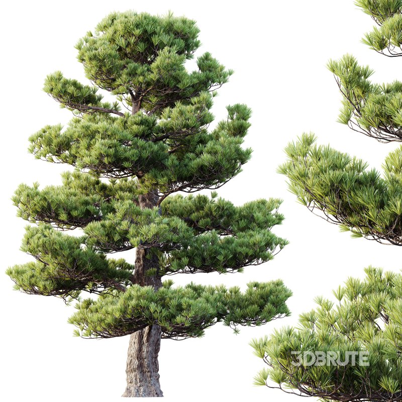 AV Plants Pinus Bonsai Sylvestris Pine Parviflora Scotch Contorta Image 2