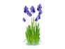 Iris germanica – Blue Bearded Iris - Thumbnail 5