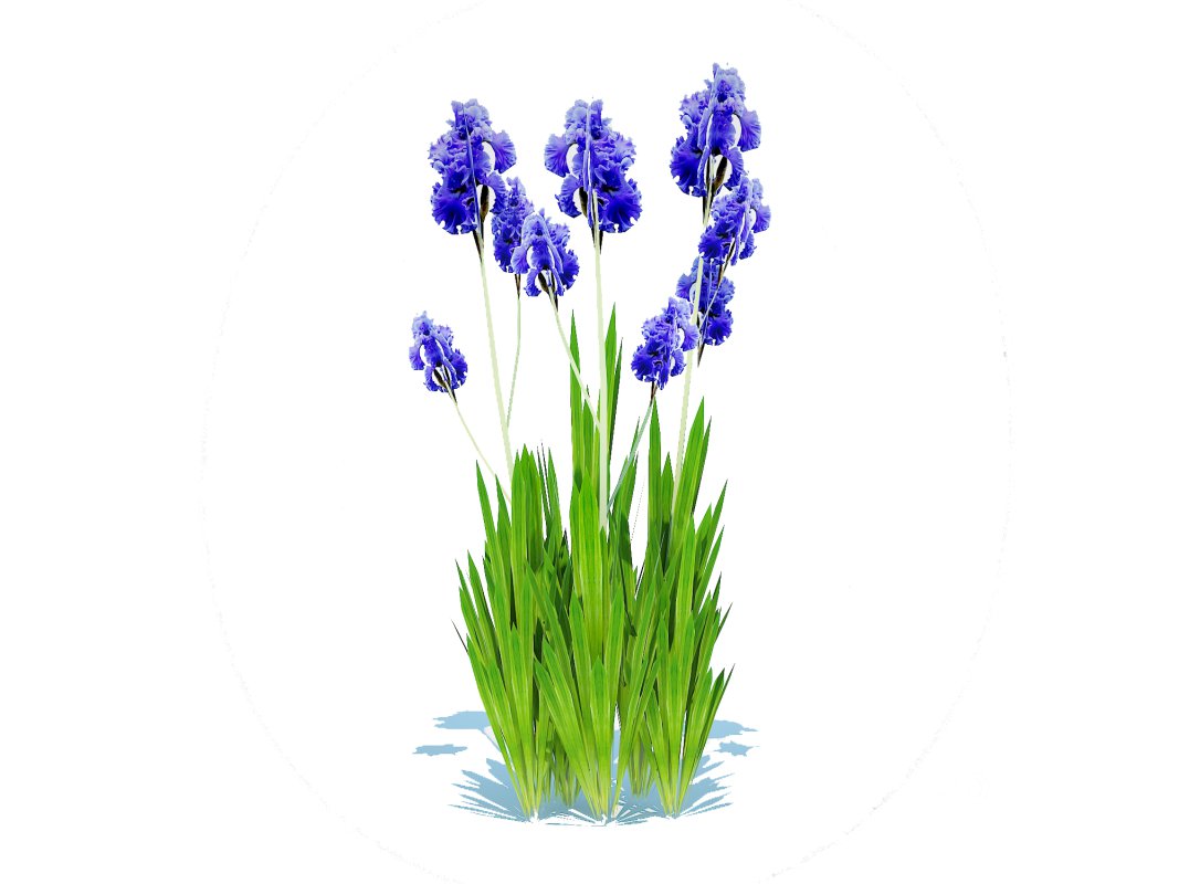 Iris germanica – Blue Bearded Iris Image 5