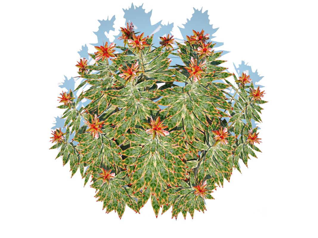 Euphoriba – Helena Image 6