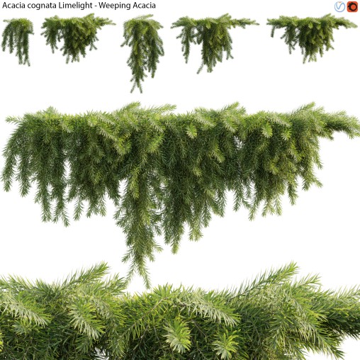 Acacia cognata Limelight – Weeping Acacia – 02