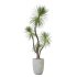 AV Indoor Plants Set 226 Mission Olive and Alnus Glutinosa Alder and Yucca Aloifolia Palm and Cunjevoi Alocasia Jardin - Thumbnail 1