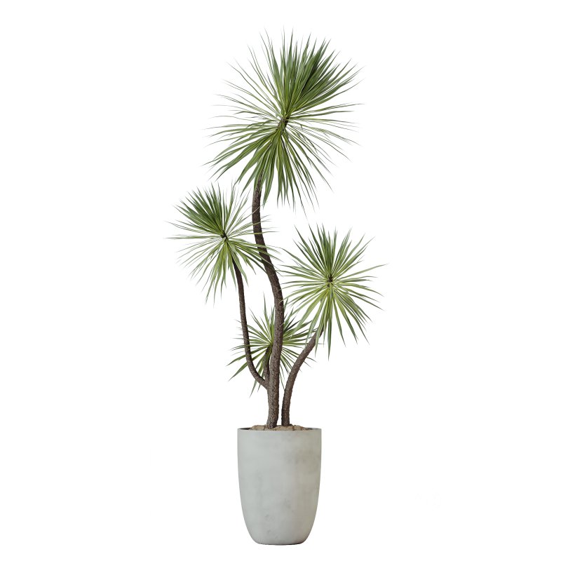 AV Indoor Plants Set 226 Mission Olive and Alnus Glutinosa Alder and Yucca Aloifolia Palm and Cunjevoi Alocasia Jardin Image 1