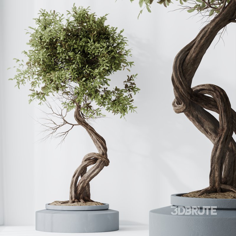 AV Indoor plants set 211 Ficus Bonsai Ginseng and ParadiseBird and Areca Majesty Cat Reed Palm Image 7